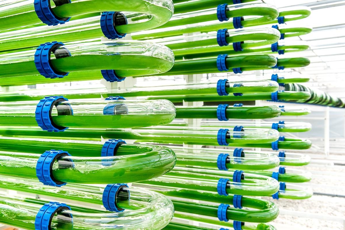 Micro Algae